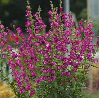 Penstemon Rudbeckia 74557 Harlequin Magenta 74563 Harlequin Red 72987 SmileyZ Party Nr kat.