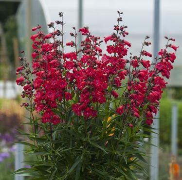 : 13 20 178. 75428 Agastache Poquito Lavender T-84 Tyg.: 13 20 nowość Ajuga 74483 Ajuga reptens Gold Chang T-84 Tyg.: 13 28 nowość Artemisia 73319 Artemisia stelleriana Silver Brocade T-102 Tyg.
