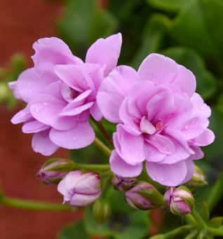 Pelargonium