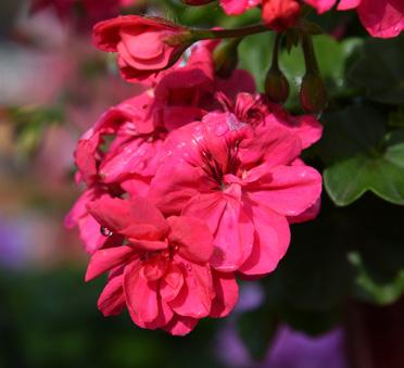 Pink 11922