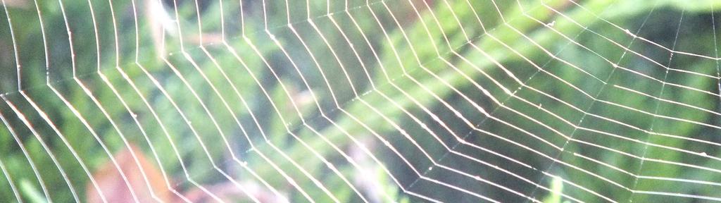 Charakteryzuje się dużą wytrzymałością mechaniczną, najwyższą wśród