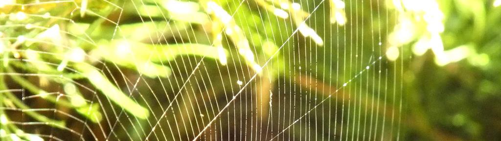 Nici przędne większości pająków cechuje wytrzymałość dwukrotnie