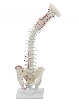 Model kręgosłupa z przyczepami mięśni i statywem, elastyczny Nr ref: MA00477 Informacja o produkcie: Model kręgosłupa z przyczepami mięśni i statywem, elastyczny Najwyższej jakości naturalny odlew