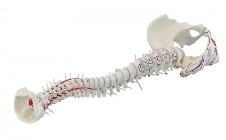 Model kręgosłupa z przyczepami mięśni, elastyczny Nr ref: MA00607 Informacja o produkcie: Model kręgosłupa z przyczepami mięśni, elastyczny Najwyższej jakości naturalny odlew kręgosłupa ludzkiego z