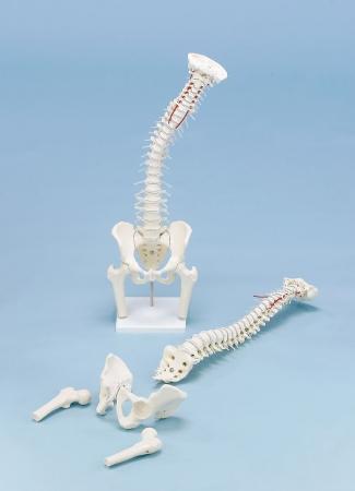 Model Kręgosłupa, elastyczny z fragmentami kości udowych Nr ref: MA00076 Informacja o produkcie: Model Kręgosłupa, elastyczny z fragmentami kości udowych Najwyższej jakości naturalny odlew kręgosłupa