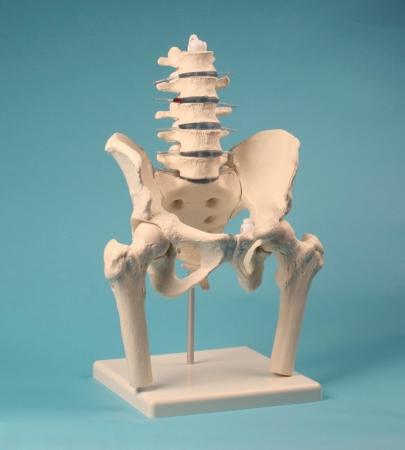 Model lędźwiowego odcinka kręgosłupa z miednicą i fragmentami kości udowych Nr ref: MA01029 Informacja o produkcie: Model anatomiczny lędźwiowego odcineka kręgosłupa od L1 do L5 z odłączaną