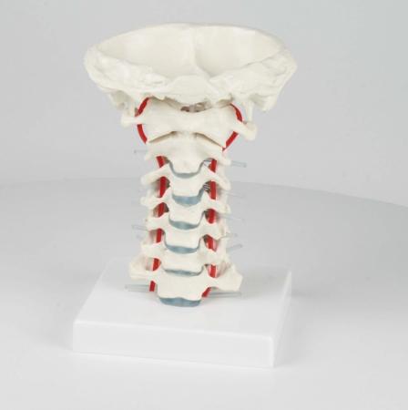 Model szyjnego odcinka kręgosłupa Nr ref: MA01025 Informacja o produkcie: Model szyjnego odcinka kręgosłupa