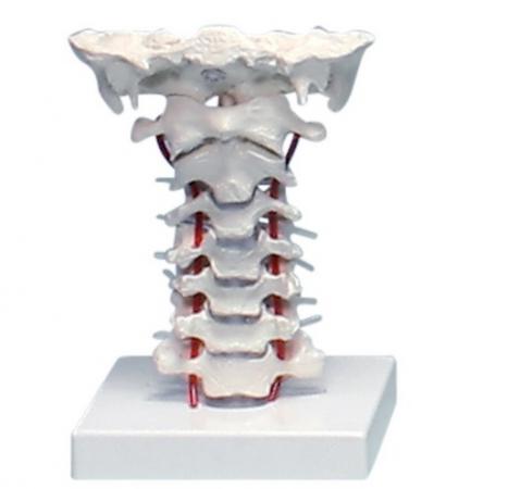 kością potyliczną zamocowaną w sposób elastyczny, rdzeń kręgowy oraz wychodzące nerwy rdzeniowe.