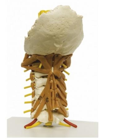 Model szyjnego odcinka kręgosłupa wraz z mięśniami Nr ref: MA01630 Informacja o produkcie: Model szyjnego odcinka kręgosłupa z