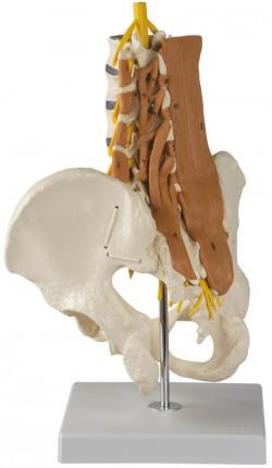 Model kręgosłupa lędźwiowego z mięśniami i miednicą Nr ref: MA01826 Informacja o produkcie: Model miednicy z kręgosłupem lędźwiowym i mięśniami Rzeczywisty odlew ludzkiej miednicy z kręgosłupem