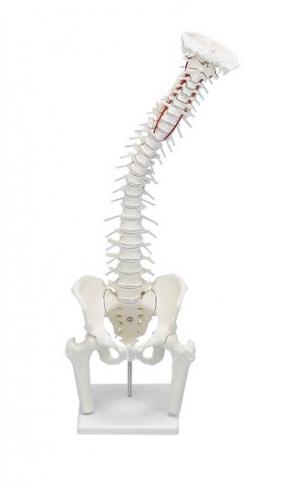 Model kręgosłupa z fragmentami kości udowych i statywem, elastyczny Nr ref: MA00077 Informacja o produkcie: Model kręgosłupa z fragmentami kości udowych i statywem, elastyczny Najwyższej jakości