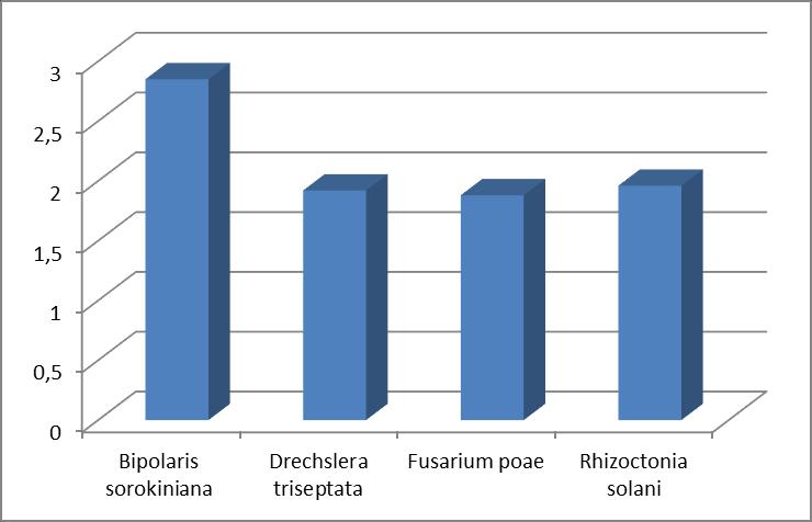 W wyniku przeprowadzonych izolacji wykryto obecność różnych gatunków grzybów, zarówno saprotroficznych, jak i potencjalnie patogenicznych.