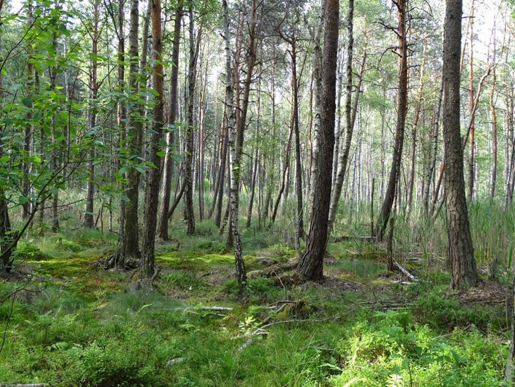 martwych drzew w pełnej gamie faz i form rozkładu w