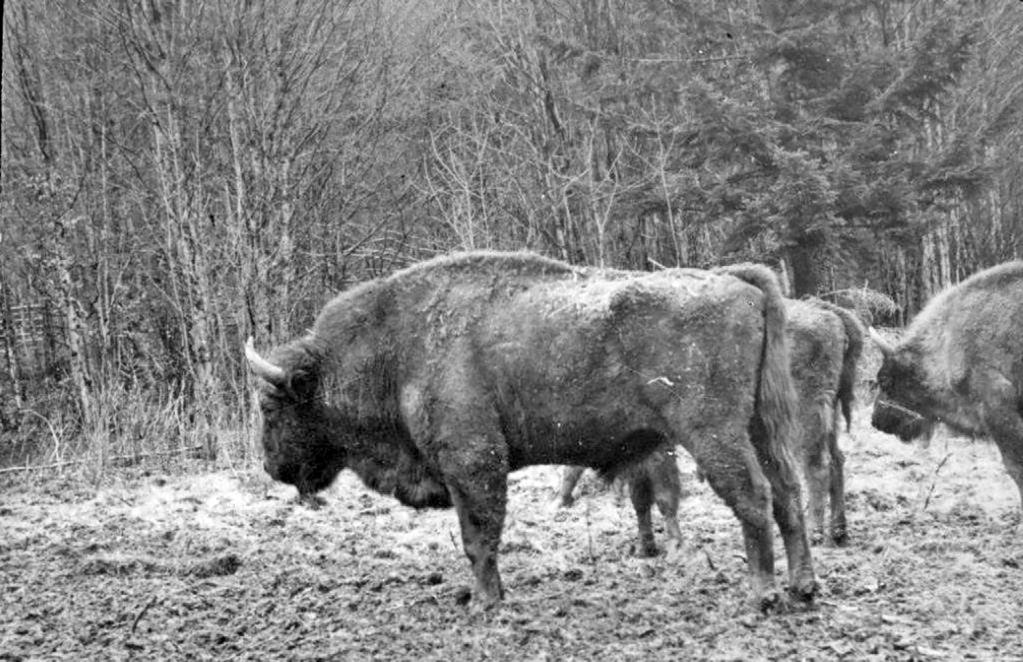 62 Żubry w Nadleśnictwie Stuposiany Rycina. 1. Przywóz żubrów do leśnictwa Widełki w 1963 roku (fot. H. Osiniak) maja 1964 roku żubry zostały z zagrody wypuszczone (Ryc.