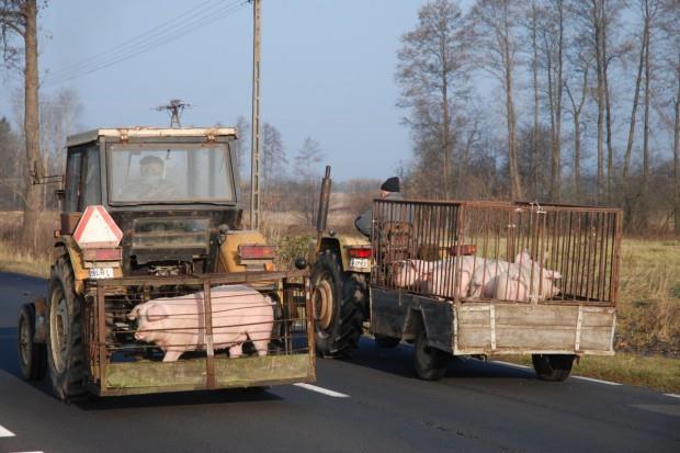 drogach publicznych lub wewnętrznych, z wyłączeniem dróg wewnętrznych w gospodarstwie; zakaz nie dotyczy drogowego lub kolejowego tranzytu świń