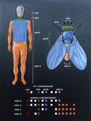 between distantly related species image