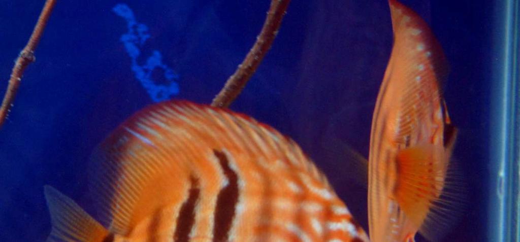 b) Symphysodon aequifasciata Axelrodi Schultz, 1960 (dyskowiec brązowy) a także szereg odmian barwnych.