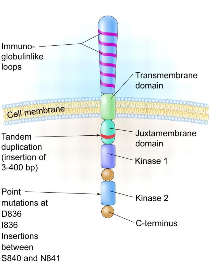 Receptor FLT3 zmutowany