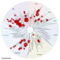 FLT3 Inhibitors in Preclinical Studies Inhibition of FLT3-ITD Autophosphorylation Agent IC 5 (medium)* IC 5 (plasma) Lestaurtinib 2 nm 7 nm Midostaurin 3 nm 7 nm Sorafenib 3 nm 484 nm Quizartinib nm