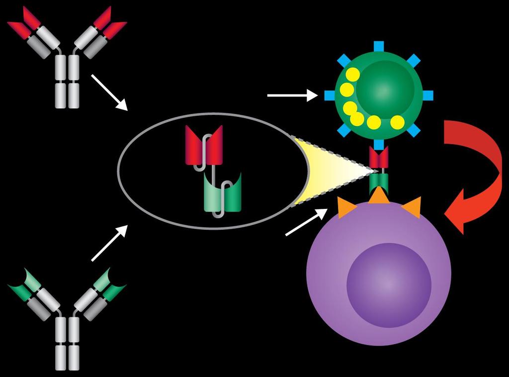 Mode of Action of BiTE Antibody Blinatumomab V H V L -CD3 Antibody CD3 T Cell Blinatumomab BiTE -CD9 Antibody V H V L Target Antigen CD9 Tumor Cell Redirected Lysis