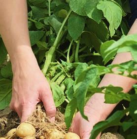 Dlatego zdrowe plantacje są głównym czynnikiem decydującym o sukcesie