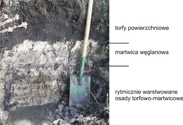 30 Fot. 2. Morfologia odsłonięcia w pólnocnym brzegu jedengo ze stawów, wykopanego w obrębie kopuły torfowej. Phot. 2. A morphology for the outrop in the bank of the pond digged in the spring- -fed fen.
