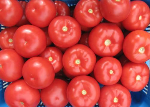 Większość badanych mieszańców charakteryzowała się wysoką twardością na poziomie odmian standardowych oraz okrągłym, czasem