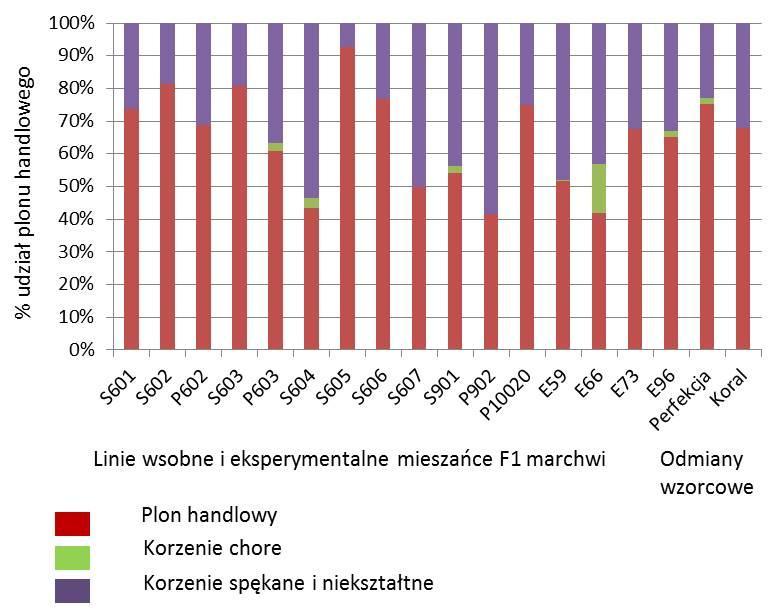 Najwyższym udziałem plonu handlowego w polnie ogólnym (65%) odznaczał się mieszaniec E73,