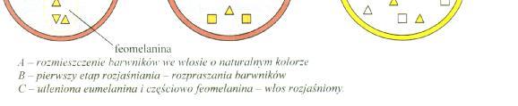 blond. Schematyczny proces rozjaśniania przedstawiony jest na rysunku poniżej. Rys. 1.