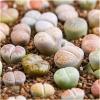 Dane aktualne na dzień: 23-10-2019 17:36 Link do produktu: http://www.goldplants.eu/nasiona-zywe-kamienie-mix-10-sztuk-lithops-pseudotruncatella-n3-p-2518.html Nasiona.