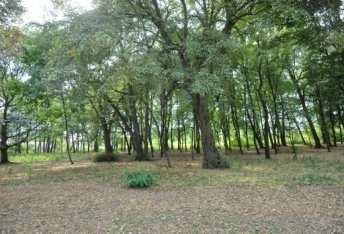 B45 roboczy B22b B45 Istniejący park jednostki u zdegradowany grąd Zadrzewienia grądowe o charakterze parkowym - Zespół Pałacowo-Parkowy Toeplitzów (Tilio- zdegradowany) Tilio- wariant żyzny Quercus