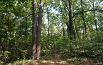M21 roboczy M61 M21 Istniejący park jednostki u zdegradowany grąd mała (2) Zadrzewienie parkowe na siedlisku grądu ( ) pendula, Quercus robur, Frangula alnus, Corylus avellana, Rhamnus catharticus