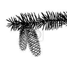 Zadanie 1 [0-7 pkt] Na rysunkach przedstawiono fragmenty roślin iglastych, które oznaczono literami. 1.1. Rozpoznaj gatunki drzew iglastych.