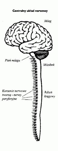 Artykuł pobrano ze strony eioba.pl Budowa układu nerwowego Układ nerwowy ma wśród innych narządów i układów ustroju pozycję centralną i jest ich administratorem.