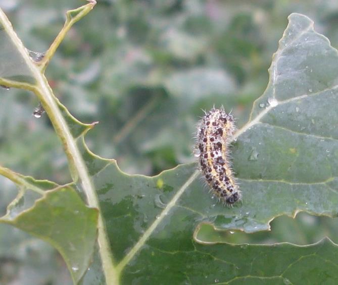 Kilka tygodni wcześniej widoczne były białe motyle, latające nad plantacjami rzepaku. Straty, spowodowane żerowaniem Bielinka, były marginalne i skoncentrowane wokół miejsc składania jaj.