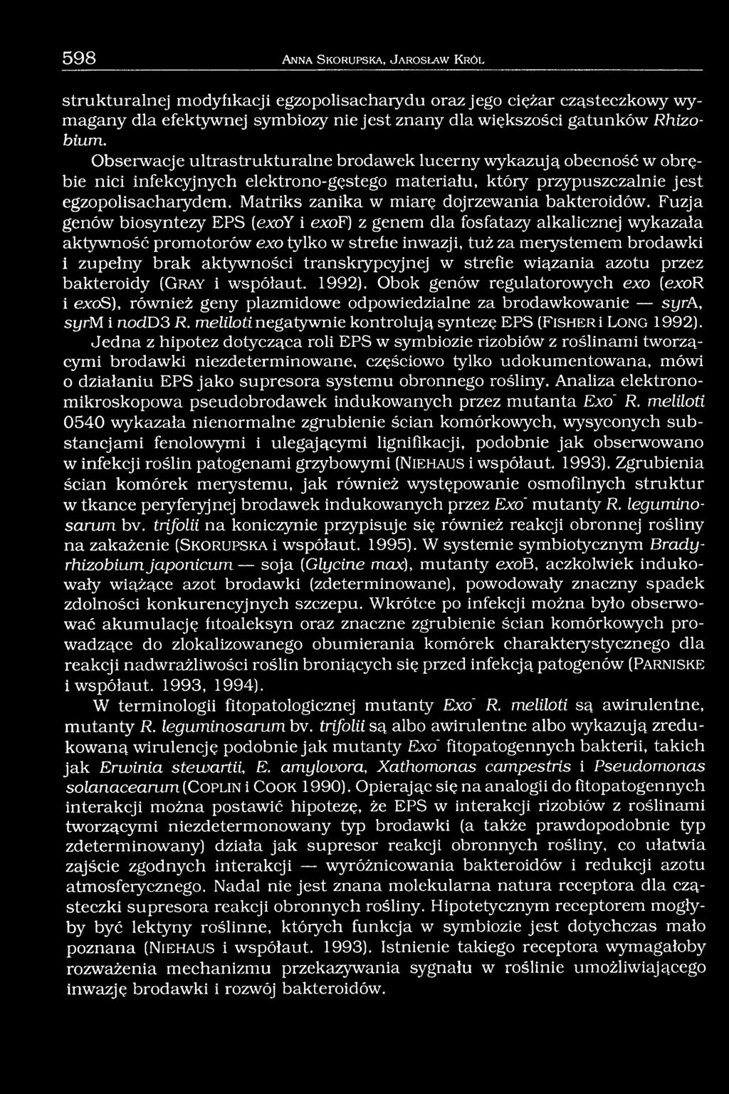 Matriks zanika w miarę dojrzewania bakteroidów.