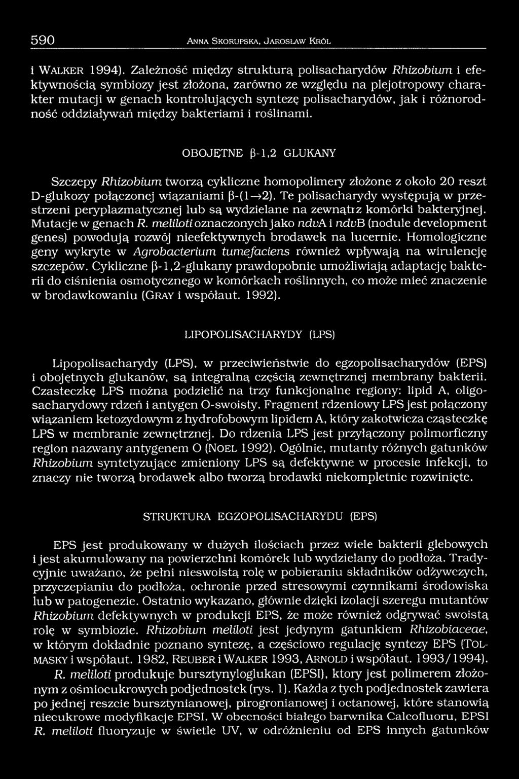 różnorodność oddziaływań między bakteriami i roślinami. OBOJĘTNE ß-1,2 GLUKANY Szczepy Rhizobiurn tworzą cykliczne homopolimeiy złożone z około 20 reszt D-glukozy połączonej wiązaniami ß -(l >2).