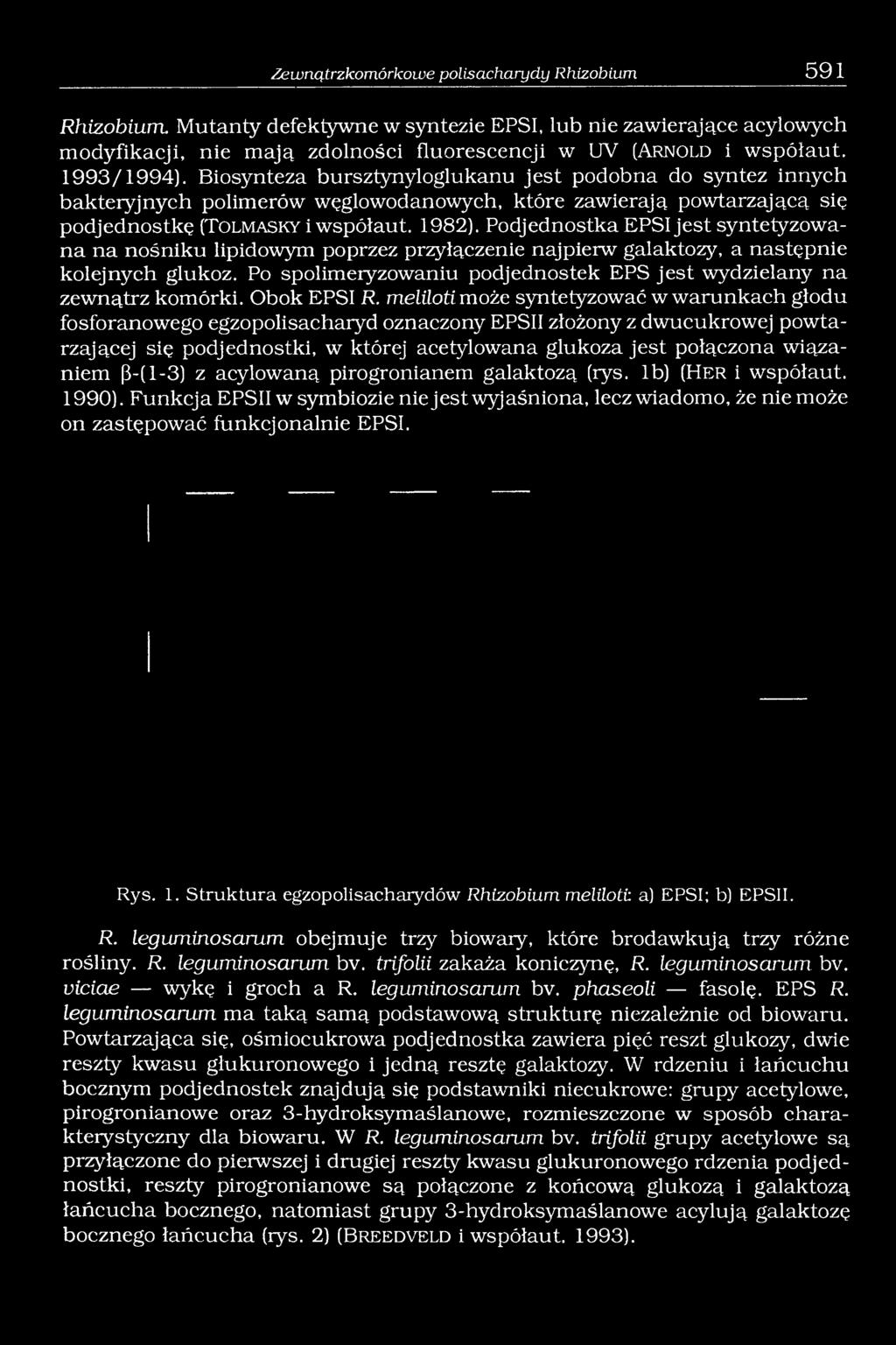 Biosynteza bursztynyloglukanu jest podobna do syntez innych bakteryjnych polimerów węglowodanowych, które zawierają powtarzającą się podjednostkę (Tolmasky i współaut. 1982).