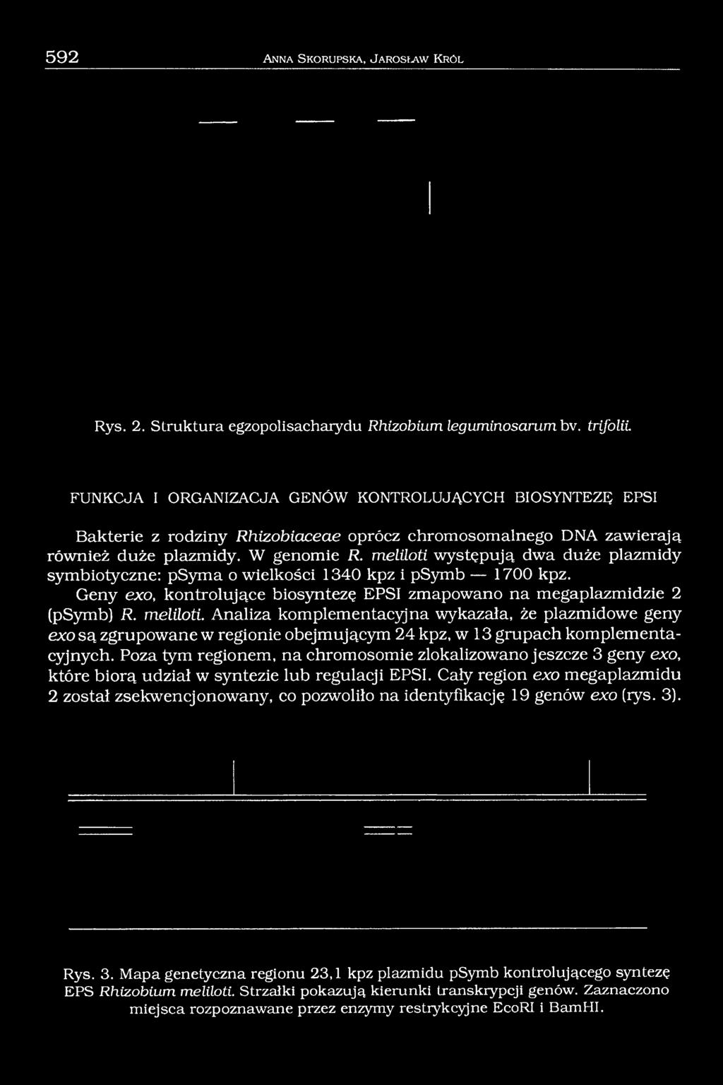 meliloti występują dwa duże plazmidy symbiotyczne: psyma o wielkości 1340 kpz i psymb 1700 kpz. Geny exo, kontrolujące biosyntezę EPSI zmapowano na megaplazmidzie 2 (psymb) R. meliloti.