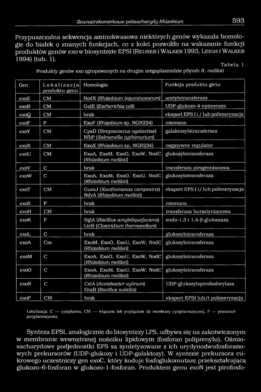 meliloti Gen Lokalizacj a produktu genu Homologia Funkcja produktu genu exoz CM NodX (Rhizobium lequminosarum) acetylotransferaza exob CM GalE (Escherichia coli) UDP-glukozo-4-epimeraza exoq CM brak