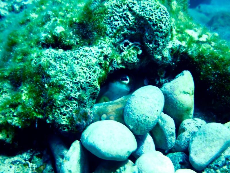 2011-2018 REAL DATA S.C. ASYSTENT NURKOWANIA Wersja dok: 2.1.180414 www.scubadivesoftware.com Uwagi do wydania 2.1 Dokument w wersji roboczej (Beta2) Data publikacji: 2018.