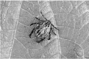 Za transmisję zakażenia odpowiedzialne są gatunki kleszczy z rodzaju Ixodes (Ixodes ricinus; Ixodes persulcatus; Ixodes