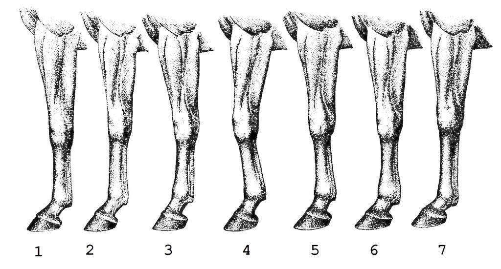 Rysunek 2. Wady budowy i ustawienia nogi przedniej u koni Rysunek 3.
