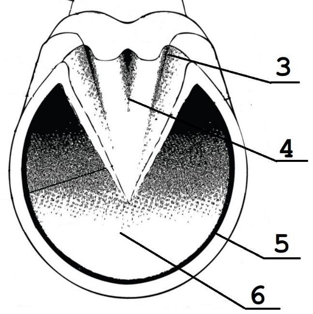 Rysunek 4. Budowa kopyta konia Tabela 7.