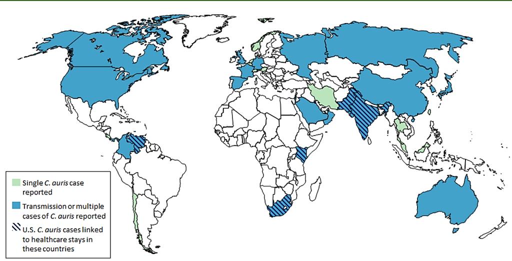 Kraje, z których zgłoszono przypadki izolacji Candida auris - stan na dzień 31