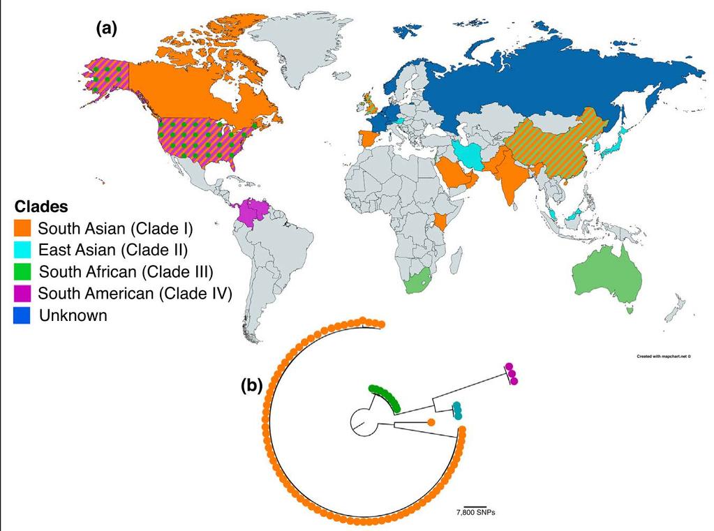(a) Globalna dystrybucja kladów Candida auris (na dzień 28 lutego