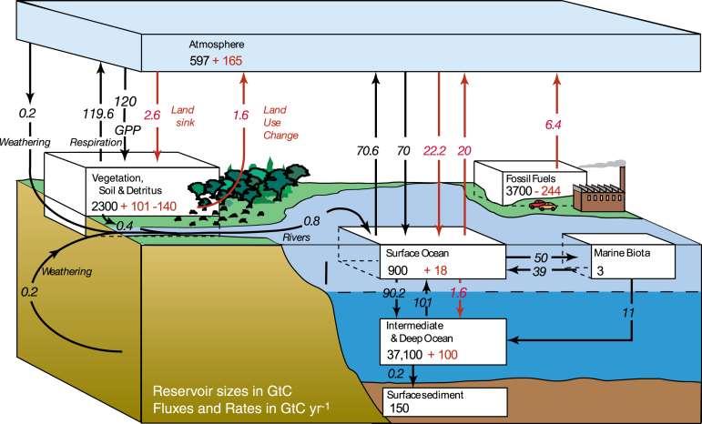 PROCES AKUMULACJI BIOLOGICZNEJ The global carbon cycle for the 1990s, showing the main annual fluxes in GtC yr 1 : pre-industrial natural