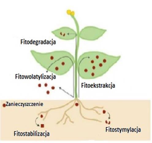 Fitoremediacja (1) Fitoekstrakcja- wykorzystuje zdolność roślin do kumulacji zanieczyszczeń w częściach nadziemnych.