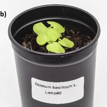 Tabela 4. Porównanie parametrów lamp zmierzone w sferze integracyjnej Lampa 1 Lampa 2 Lampa 3 Moc [W] 5,39 5,28 5,1 Skuteczność [µmol/j] 2,11 2,85 2,21 wysiewu.