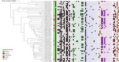 referencyjny (DNA) Oporność na kolistynę: E. coli w Polsce 14% turkey chicken 12% 1% 1.6% 11.9% 8% 6% 4% 3.1% 2% % 1.1%.% 2 1 1 * (n1 =1 7 5, n2 =3 5 8 ).
